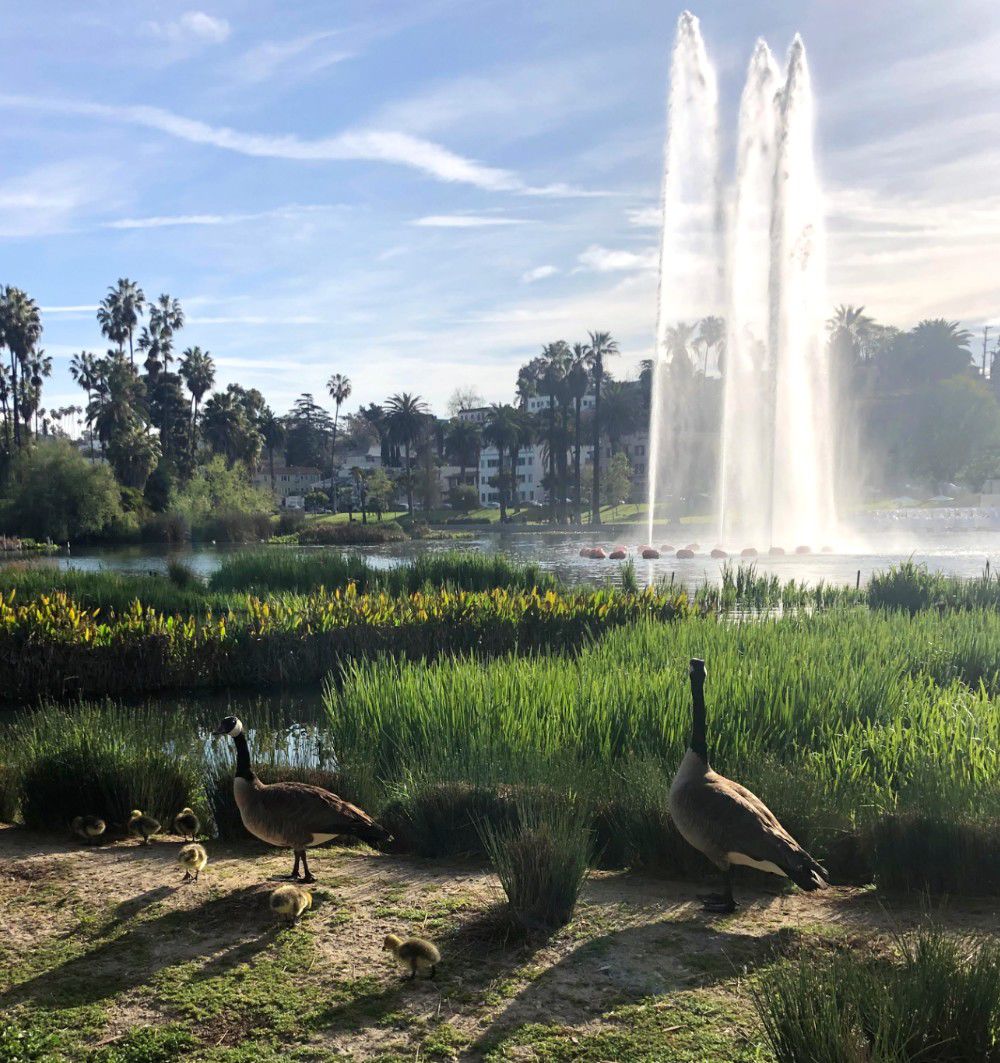 Echo Park Lake goslings walking near the shore